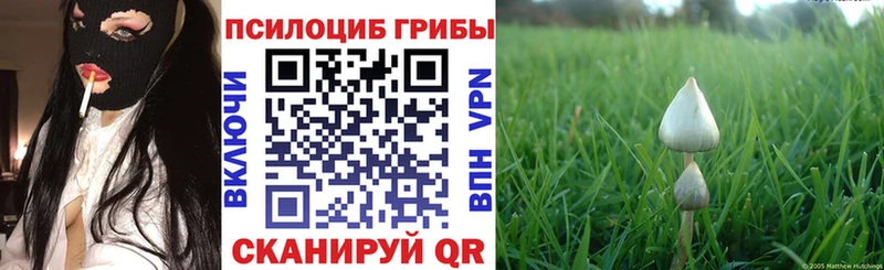 как найти   Балашов  Псилоцибиновые грибы MAGIC MUSHROOMS 